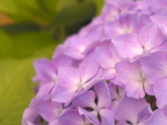 Hydrangea