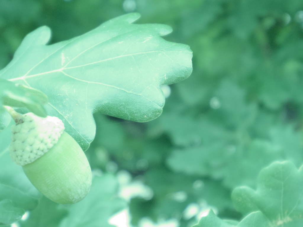English Oak in August