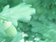 English Oak in August