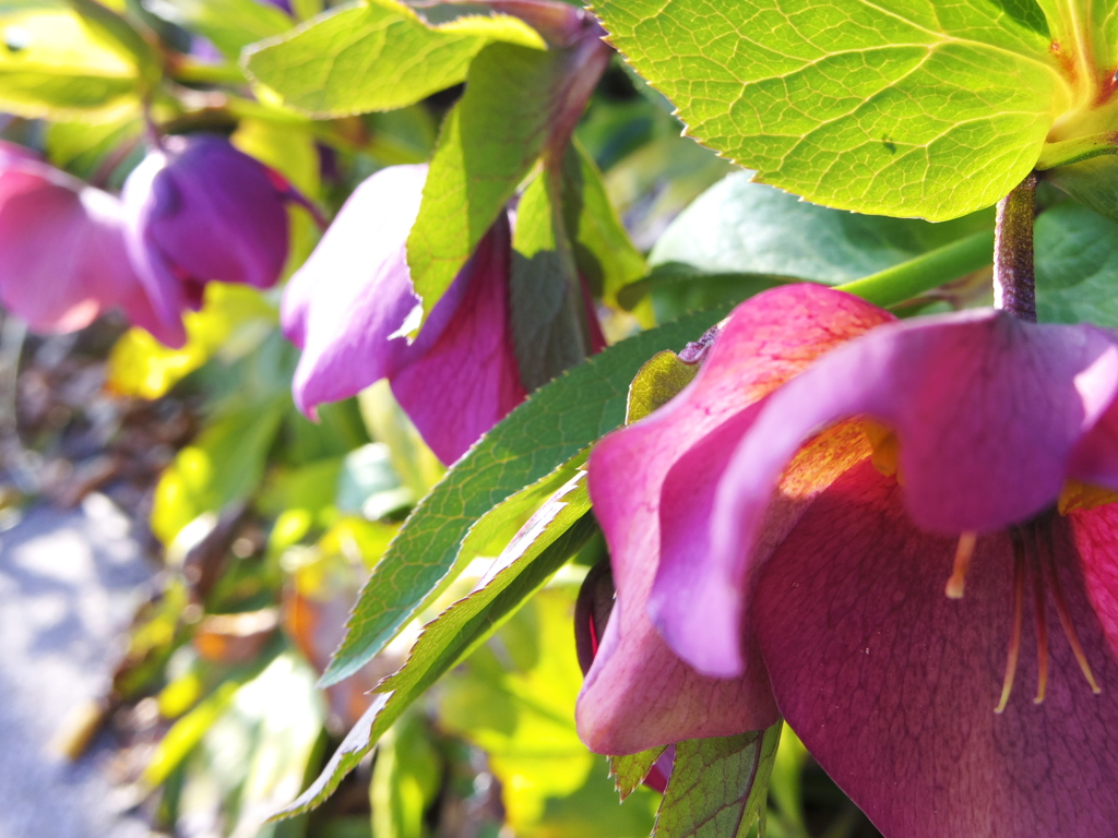 ｸﾘｽﾏｽﾛｰｽﾞに誘われて