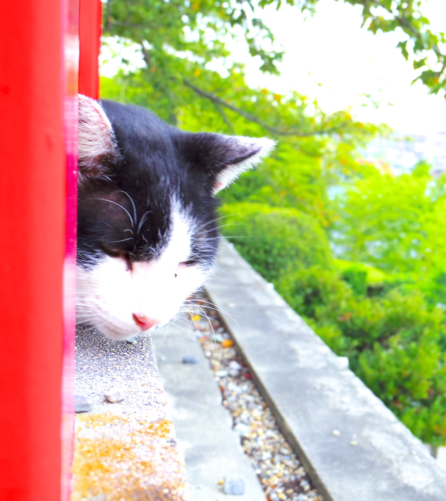 ねむりねこ