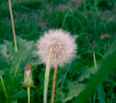 ふさふさ