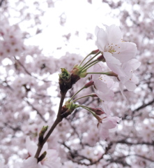 SAKURA