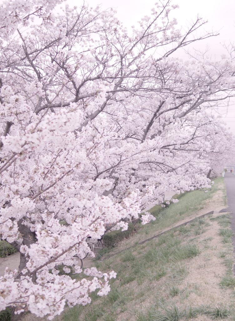 Spring has come♪。(○＞◡＜)。