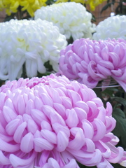 Chrysanthemum