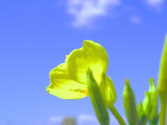 Happy Yellow 