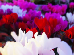 Cyclamen