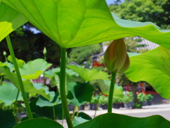 そのかさ、ひとつくださいな