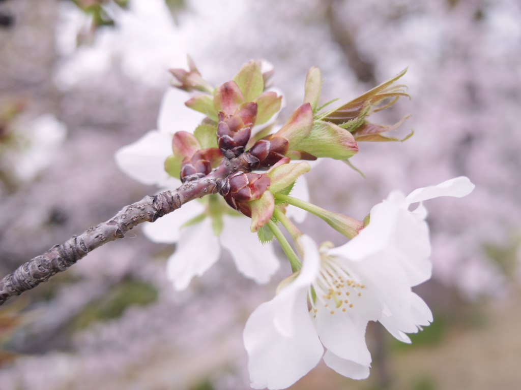 White Cherry Blossom