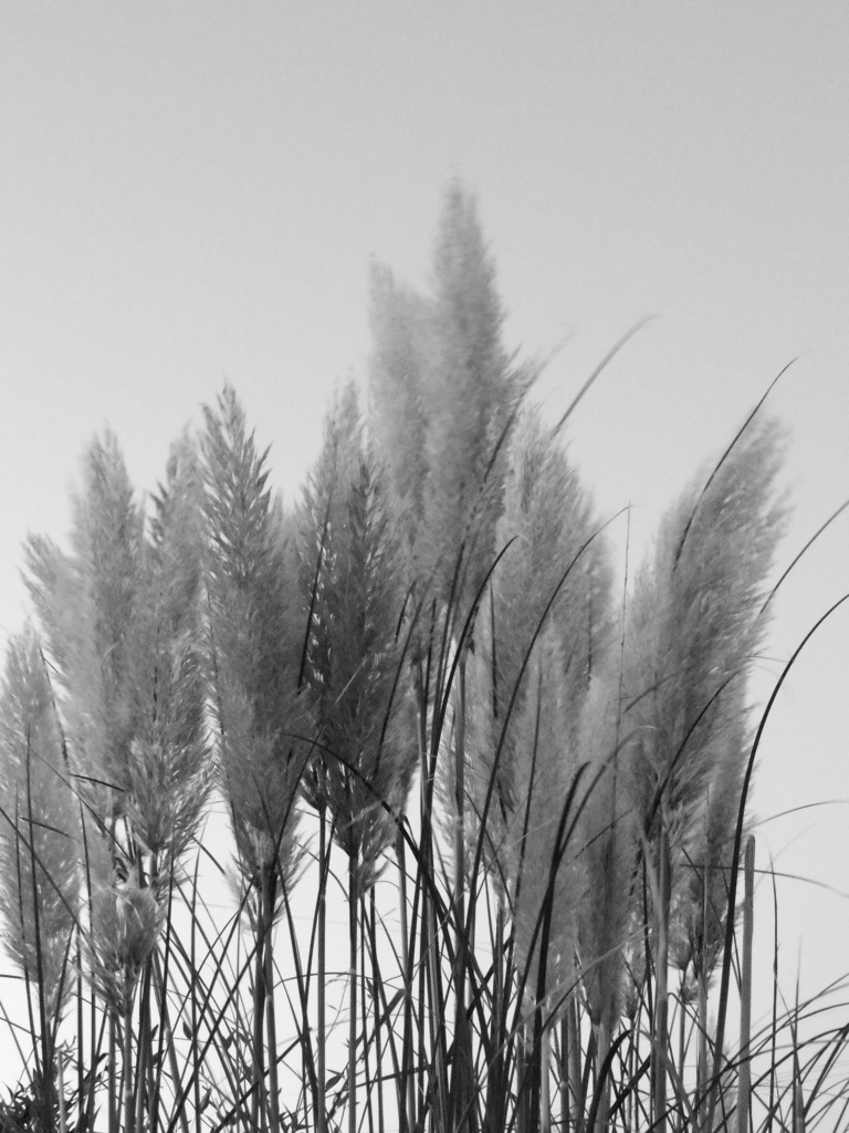 Pampas grass