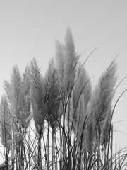 Pampas grass