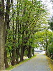 Konoha Street