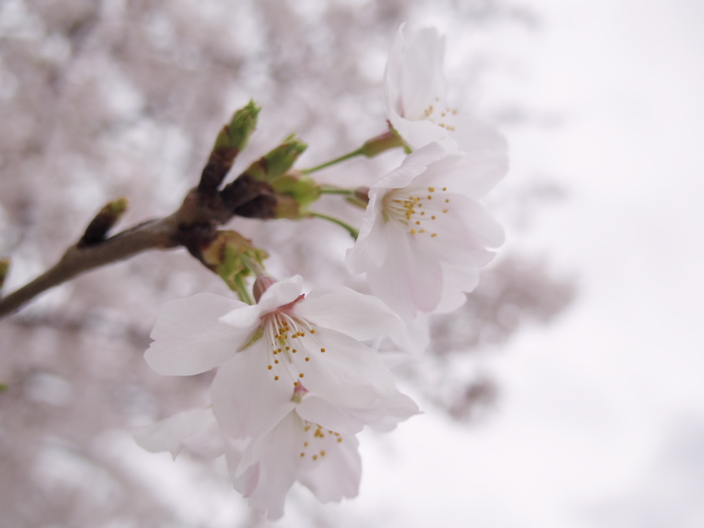 SAKURA