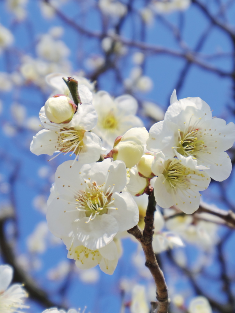 しろいうめは、白梅