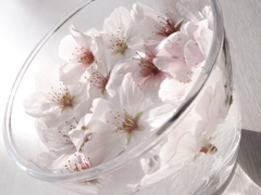 Ａ Glass of Cherry Blossoms