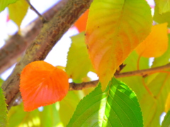 Colored Leaves