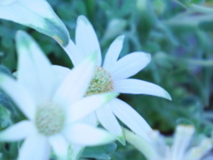 White flower