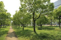 新緑の公園