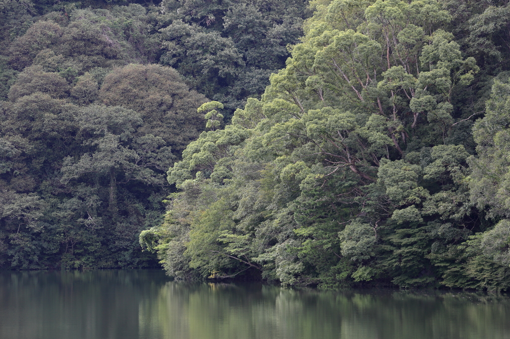 貯水池の緑