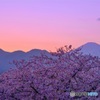 富士山 × 桜 × sunset