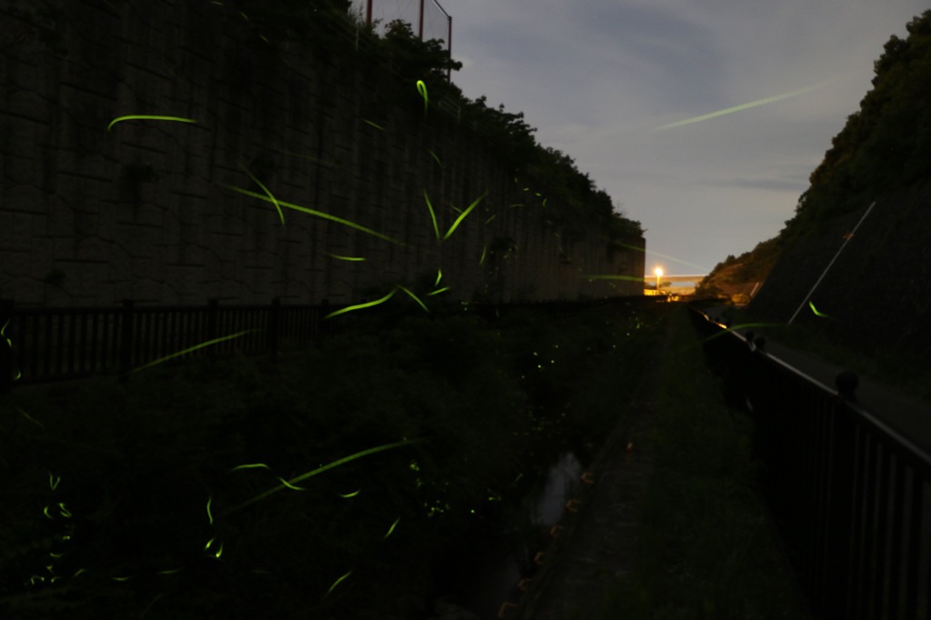 小さな自然の夜景