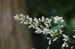 白い花