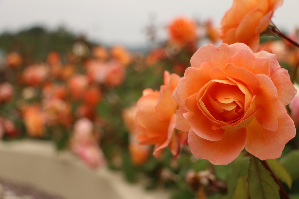 薔薇