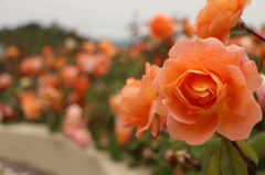 薔薇