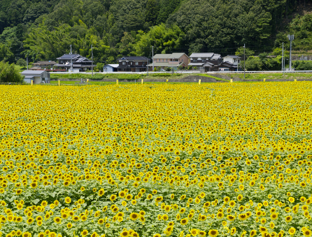 佐用町　ひまわり畑