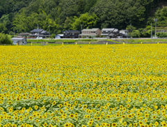 佐用町　ひまわり畑