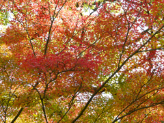兵庫　龍野