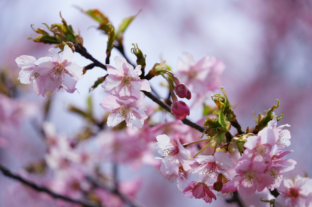 河津桜　１