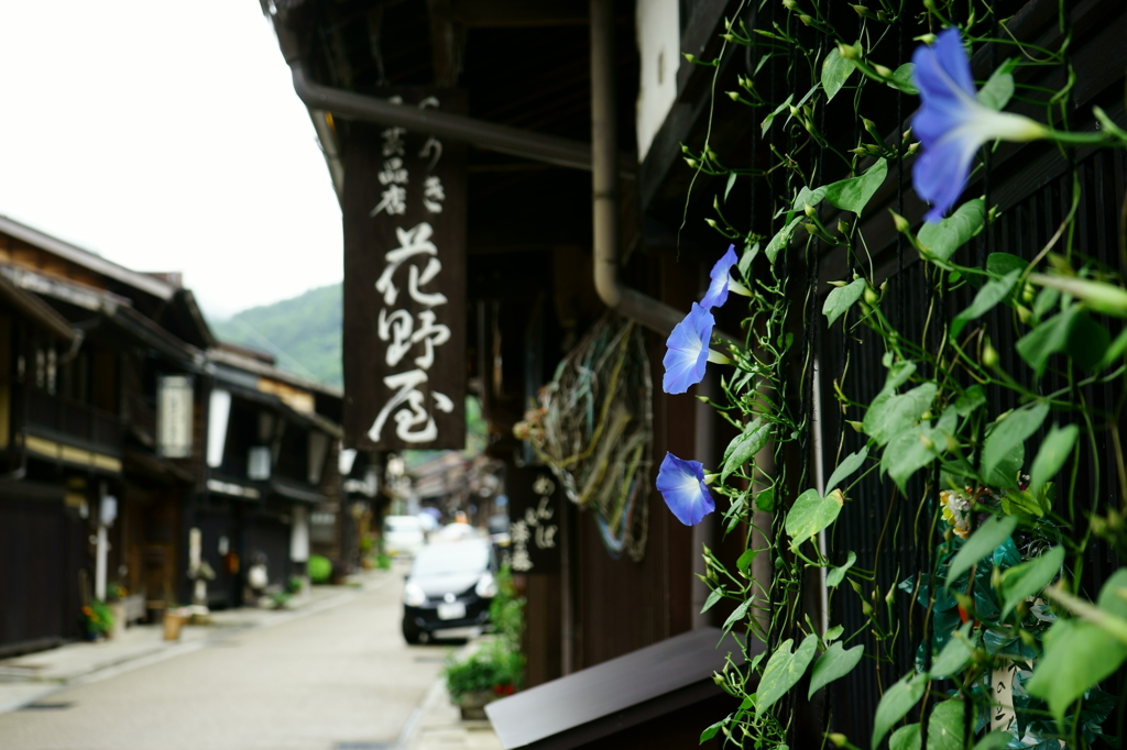 古い街並みとあさがお