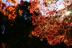 晩秋の紅葉