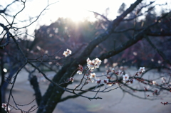 夕日と梅の花