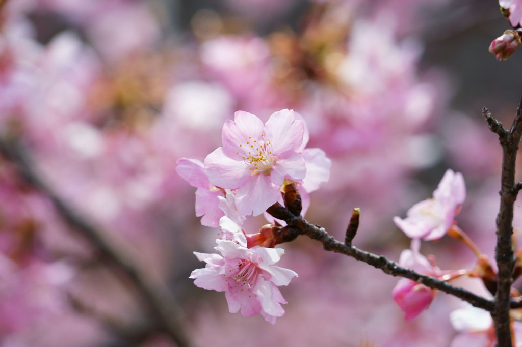 河津桜　２