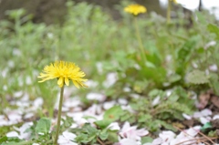 dandelion