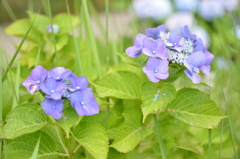 花_1