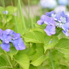 花_1