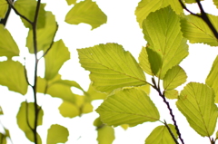 photosynthesis