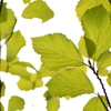 photosynthesis