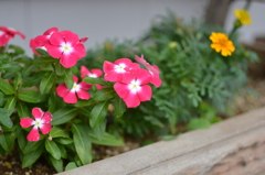 花_2
