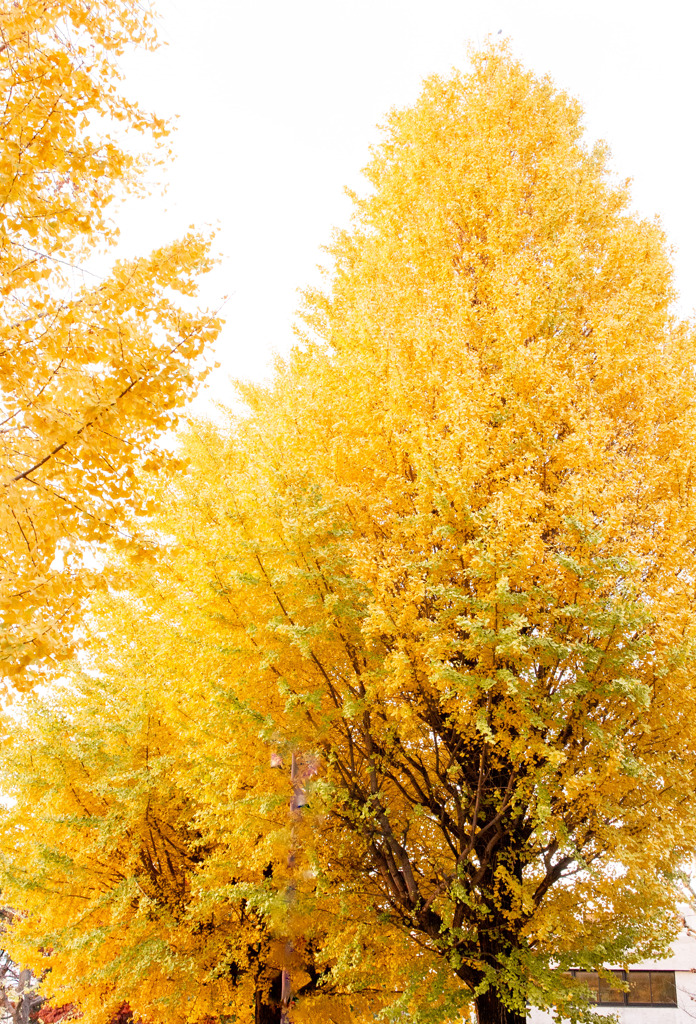 今年も良い色に染まりました