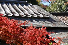 屋根と紅葉