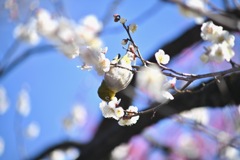 こっちの梅が美味しいかな？