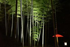 竹林
