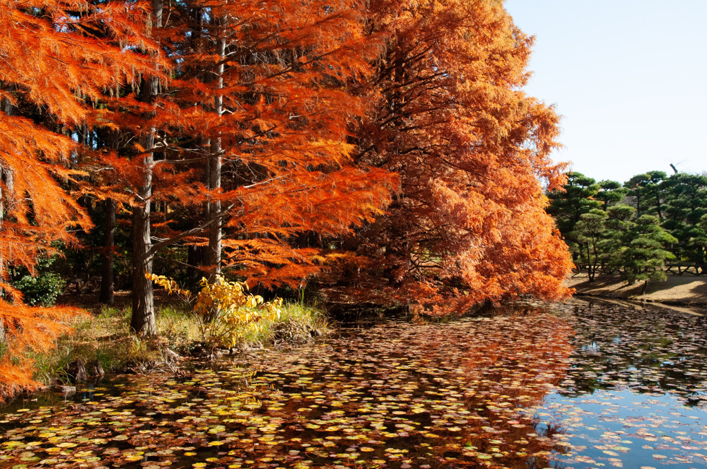 秋の庭園
