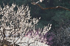待ちわびた春