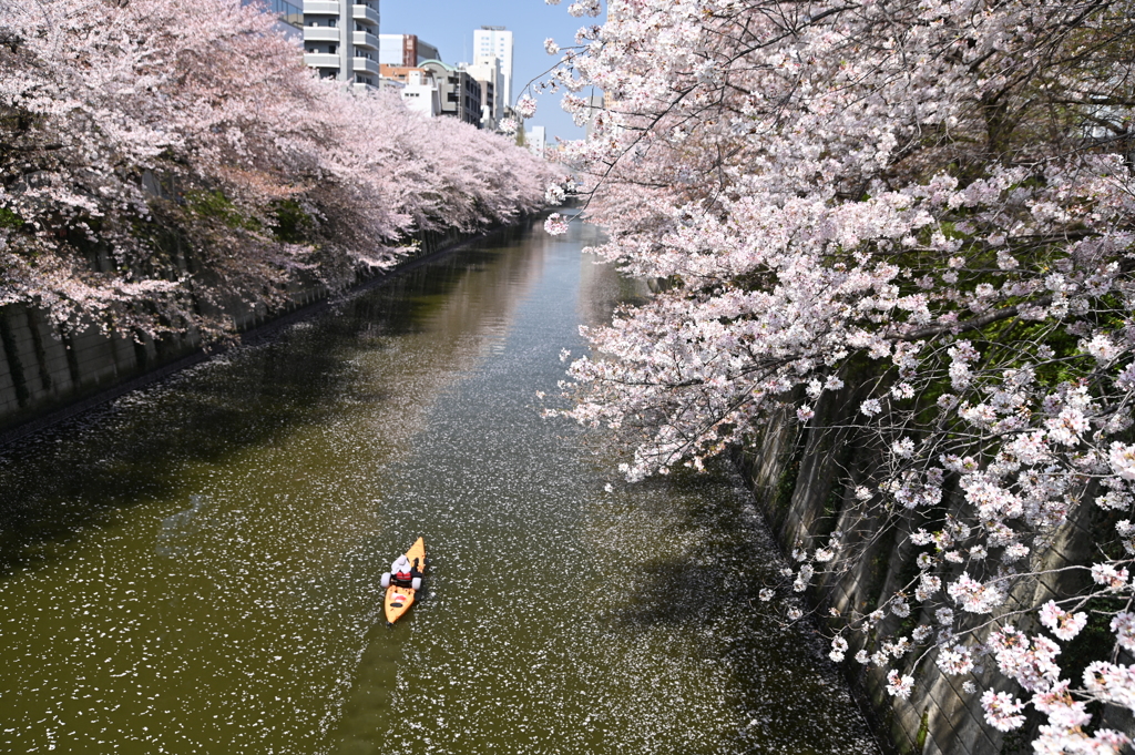 桜下り