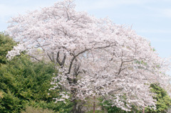 桜、桜